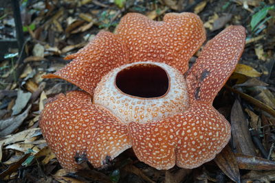 Close-up of fly agaric mushroom