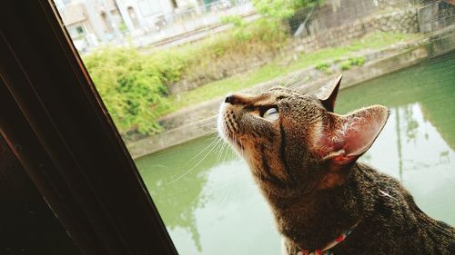 Close-up of dog looking through window