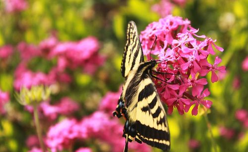 Close-up of butterfly pollinating on pink flower