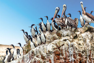 Guanay cormorants and brown pelicans on rock formations at paracas national reserve