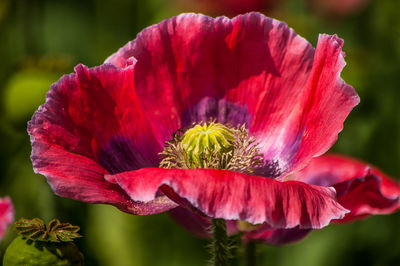 Close-up of fresh red hibiscus blooming outdoors