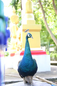 Close-up of bird perching on tree