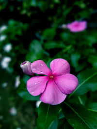 Close-up of wet pink flowering plant