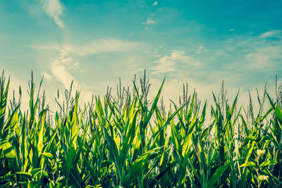 Low angle view of plants against sky on sunny day