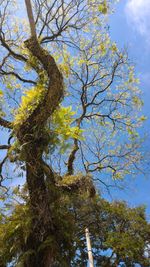 Low angle view of trees against sky