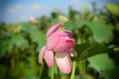 Close-up of pink rose flower