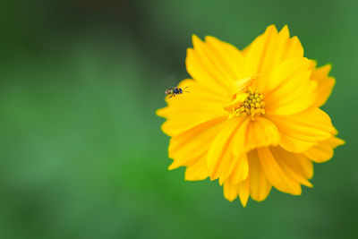 Close-up of insect on yellow flower