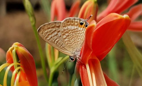 Close-up of butterfly pollinating flower