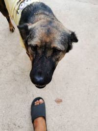 Low section of woman with dog