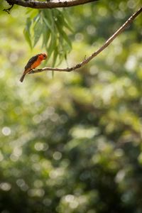 Bird perching on a tree