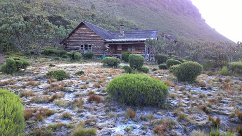 Plants growing on field by building