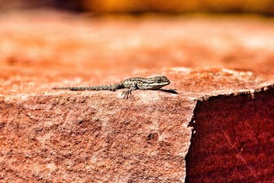 Close-up of insect on ground