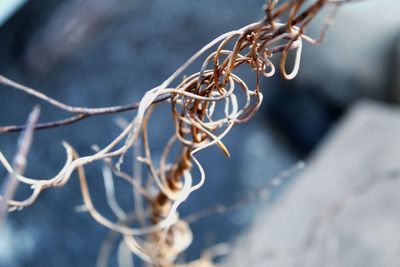 Close-up of dry plant during winter