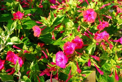 Close-up of pink flowers blooming outdoors