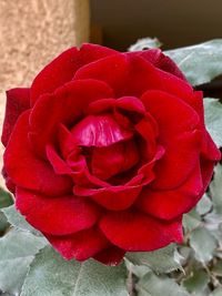 Close-up of rose bouquet