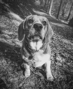 High angle portrait of dog sitting outdoors