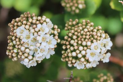 Close-up of white flowering plants