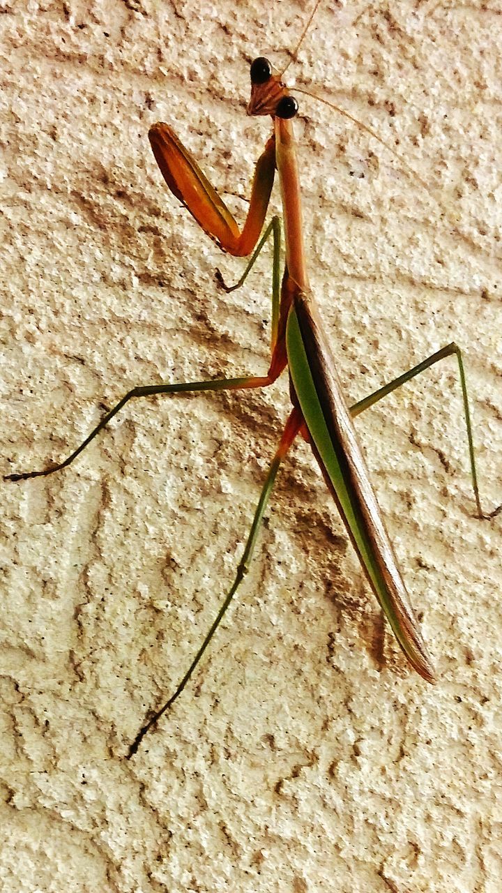 insect, one animal, animals in the wild, wildlife, animal themes, wall - building feature, full length, high angle view, dragonfly, close-up, day, outdoors, sunlight, no people, rock - object, textured, nature, wall, grasshopper, side view