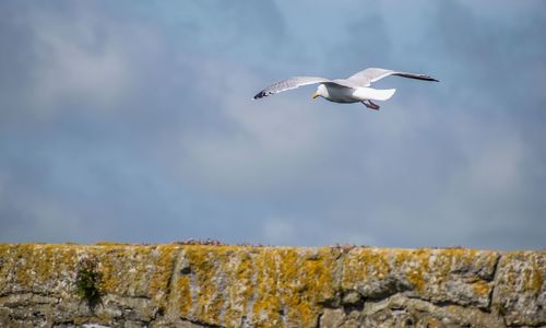 Low angle view of seagull flying in sky