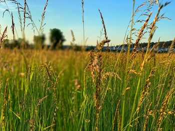 View of stalks in field against sky