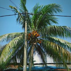 Low angle view of palm tree against sky