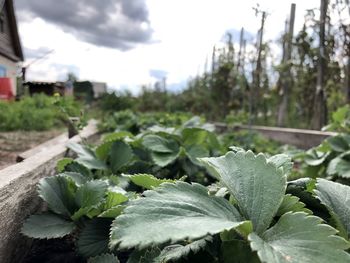 Close-up of plants growing on field against sky