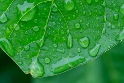 Close-up of raindrops on leaves