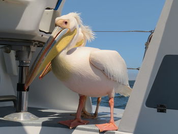 Low angle view of white bird perching on boat