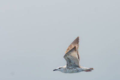 Low angle view of seagull flying