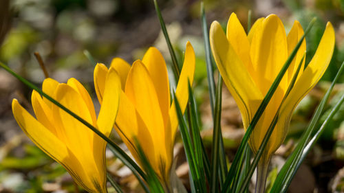 Close-up of yellow crocus flowers