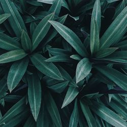 Full frame shot of plants