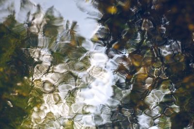 Close-up of turtle in water