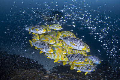 View of fish swimming in sea