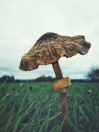 Close-up of mushroom growing on field against sky