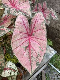 leaf