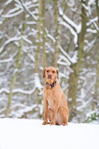 A yellow labrador retriever dog sitting obediently in snow and  woodland outdoors in winter