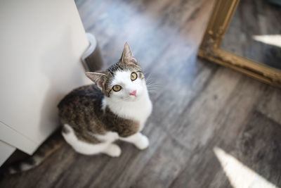 Domestic cat sitting on the floor, waiting for food or attention, view from above