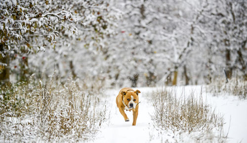 View of a dog on snow