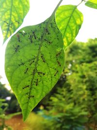 Close-up of green leaves on plant