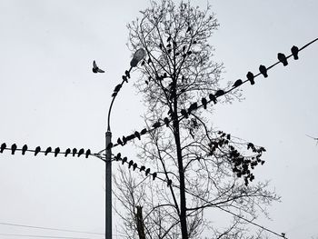 Low angle view of birds perching on tree