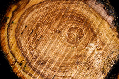 Full frame shot of tree trunk