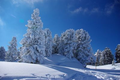 Snow covered trees against blue sky