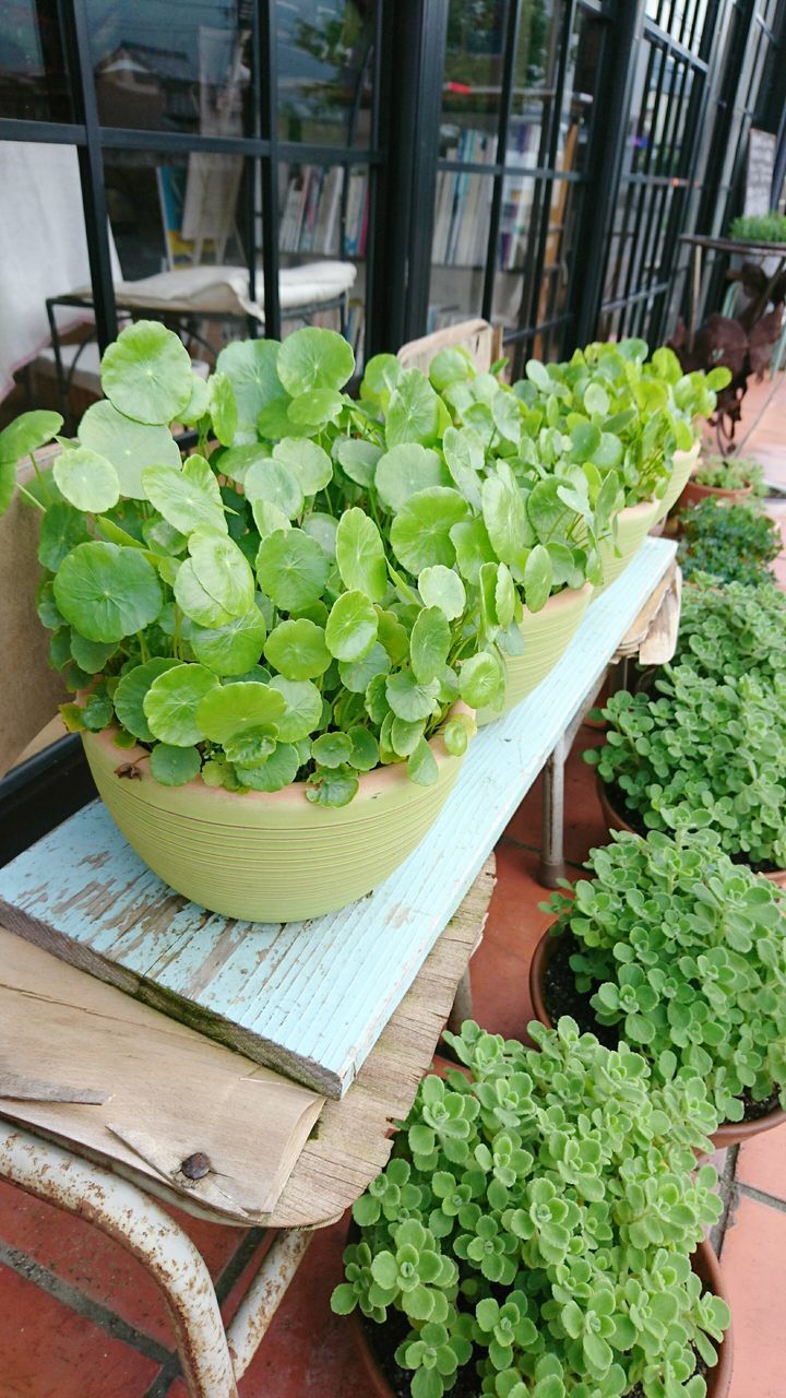 green color, freshness, vegetable, food and drink, growth, variation, healthy eating, indoors, high angle view, lettuce, leaf, plant, close-up, food, day, no people, basil