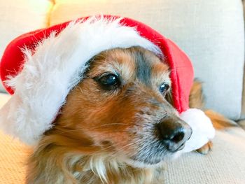 Close-up of dog looking away