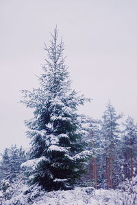 Low angle view of tree on snow covered landscape