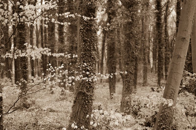 Panoramic view of pine trees in forest