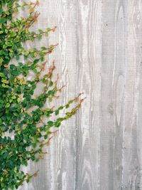 Plants growing on a tree