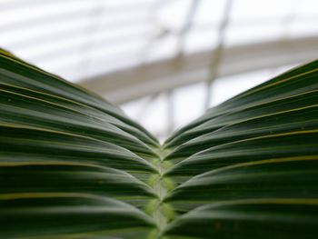 Close-up of palm leaf