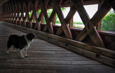 Dog on wood