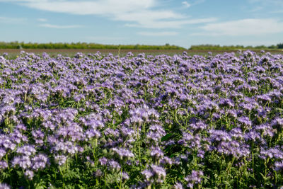 Lacy phacelia, blue tansy or purple tansy. phacelia tanacetifolia